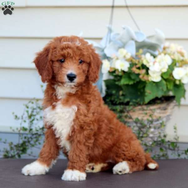 Cutie, Mini Goldendoodle Puppy