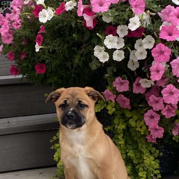 Alfie, Pug Mix Puppy