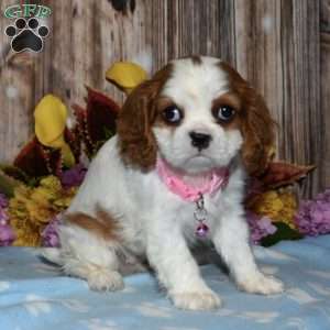 Lucy, Cavalier King Charles Spaniel Puppy