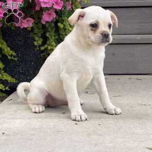 Amira, Pug Mix Puppy