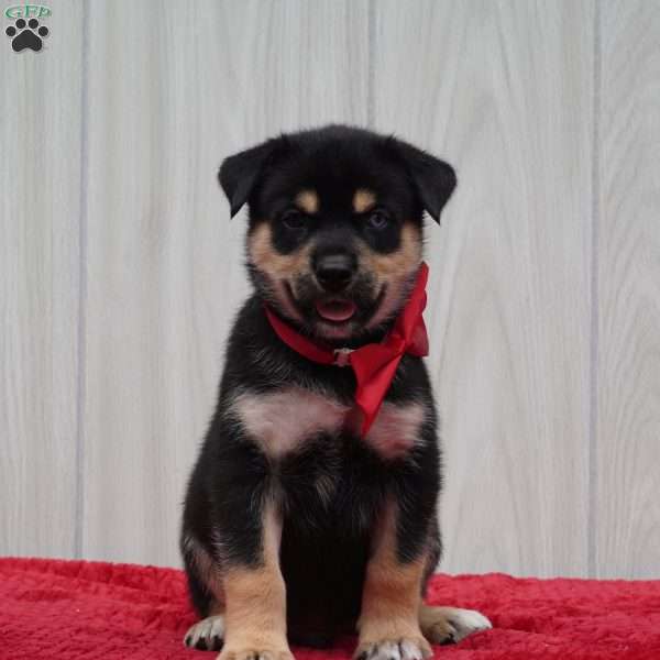 Bear, Rottweiler Mix Puppy