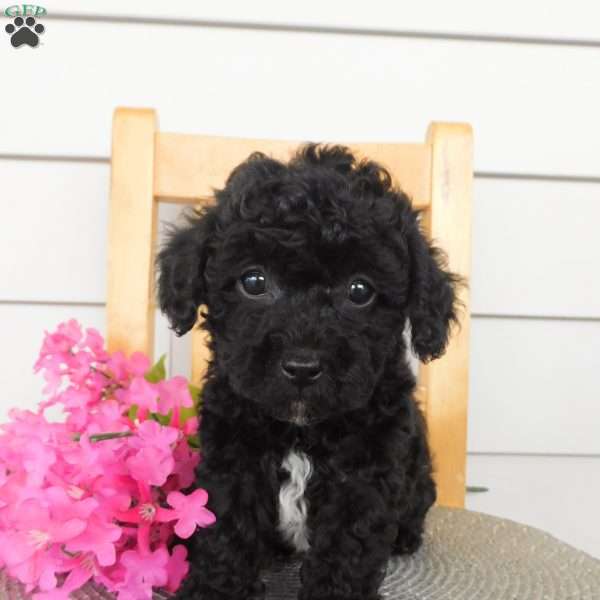 Lulu, Toy Poodle Puppy