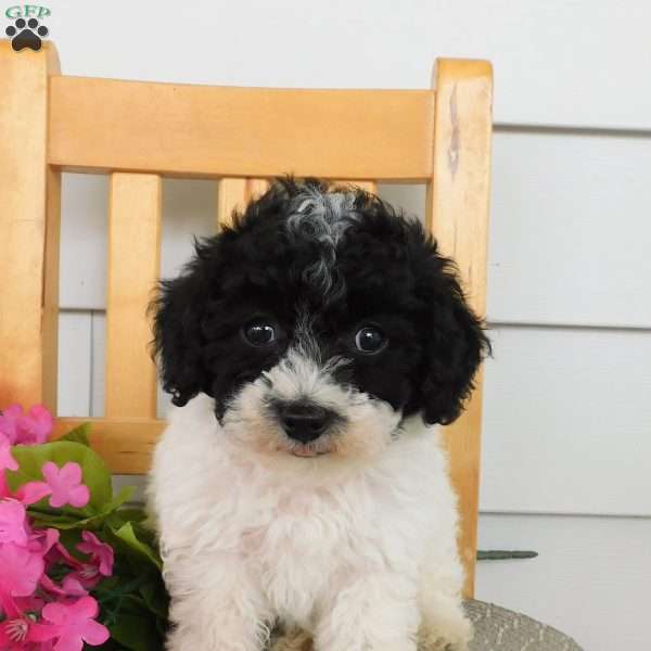 Bella, Toy Poodle Puppy