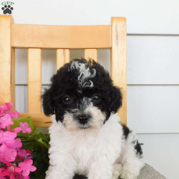 Princess, Toy Poodle Puppy