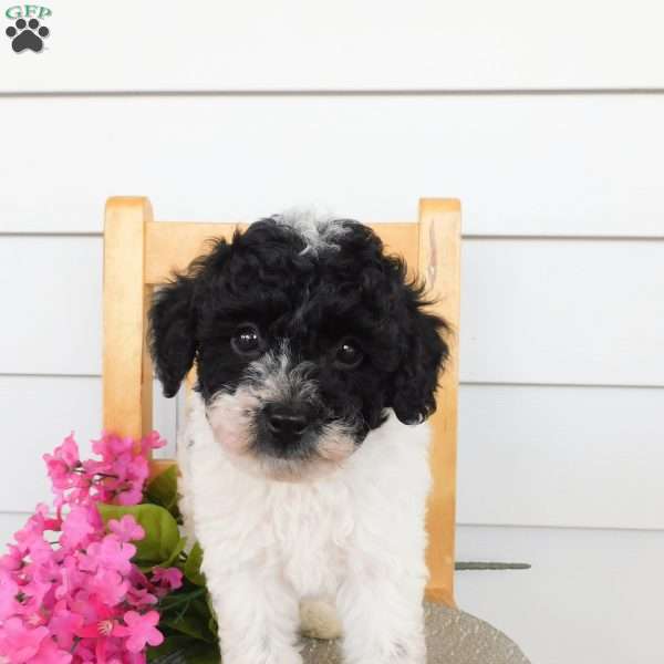 Bandit, Toy Poodle Puppy