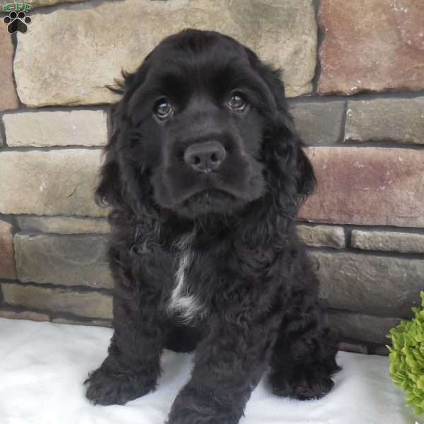 River, Cocker Spaniel Puppy