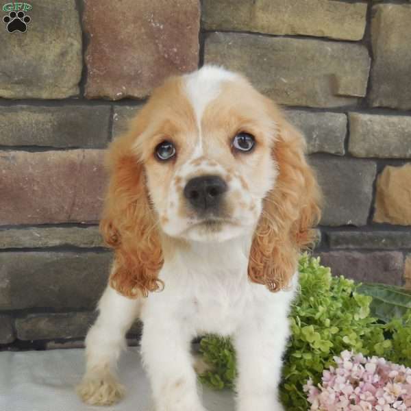 Skye, Cocker Spaniel Puppy