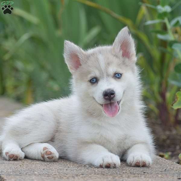 Haley, Pomsky Puppy