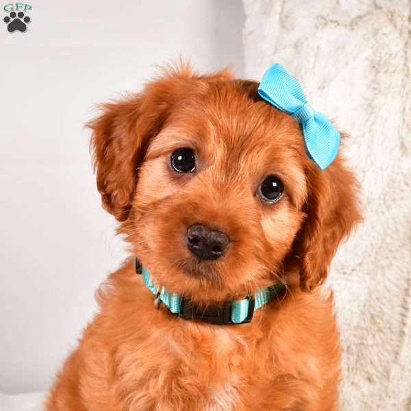 Logan F1B, Cavapoo Puppy