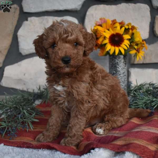 Kyle, Mini Goldendoodle Puppy