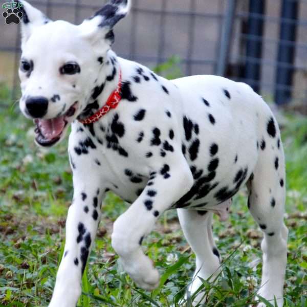 Sparkle, Dalmatian Puppy