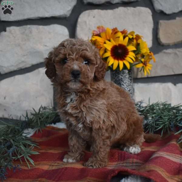 Karen, Mini Goldendoodle Puppy