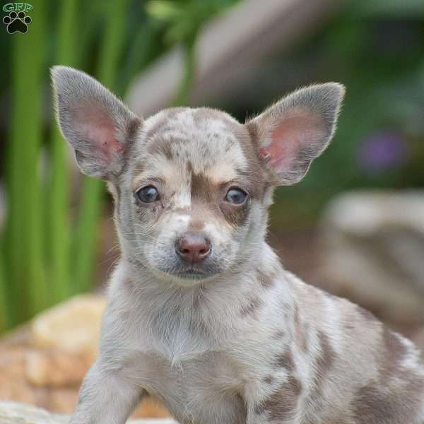 Elvis, Chihuahua Puppy