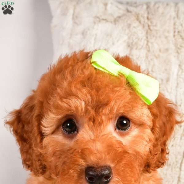 London F1B, Cavapoo Puppy