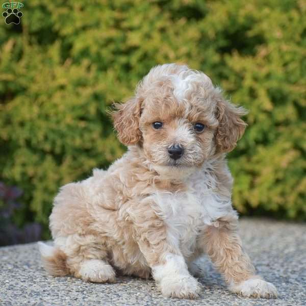 Rocky, Mini Goldendoodle Puppy