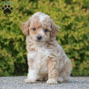 Rocky, Mini Goldendoodle Puppy