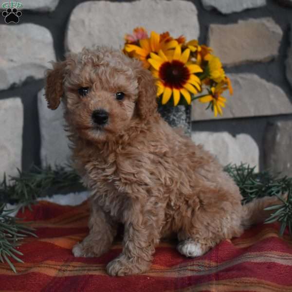 Kandy, Mini Goldendoodle Puppy