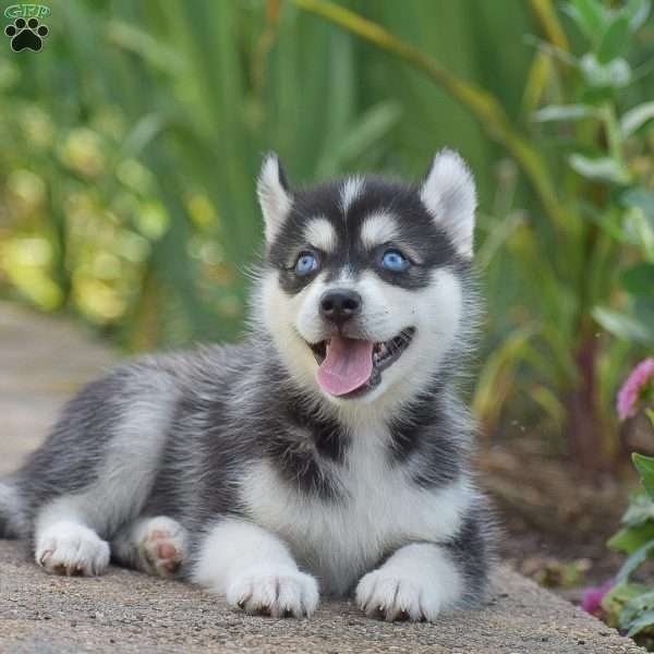 Holden, Pomsky Puppy