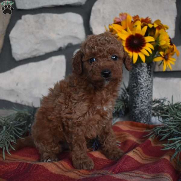 Kaylee, Mini Goldendoodle Puppy