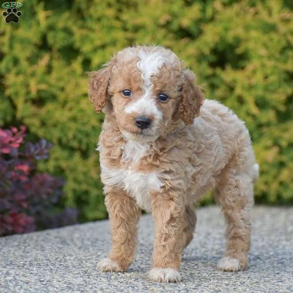 Rusty, Mini Goldendoodle Puppy