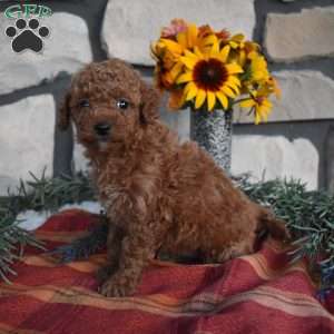 Kaylee, Mini Goldendoodle Puppy