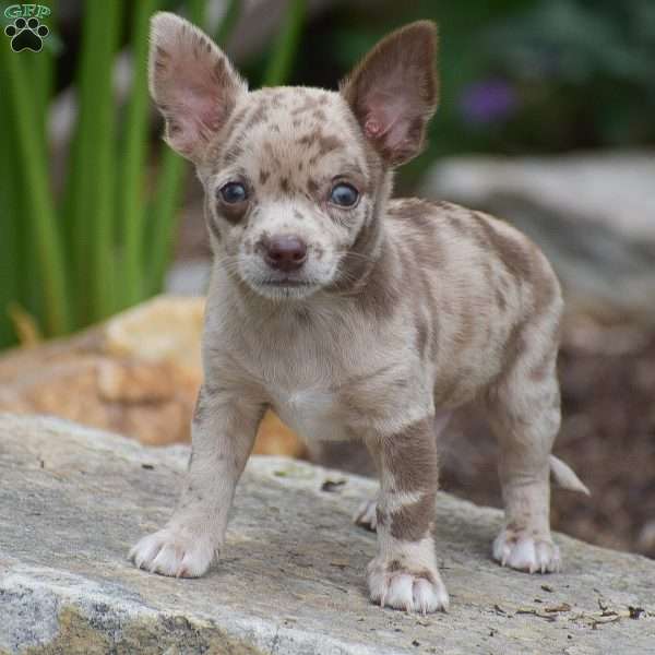 Easton, Chihuahua Puppy