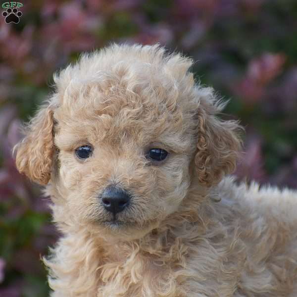 Rover, Mini Goldendoodle Puppy