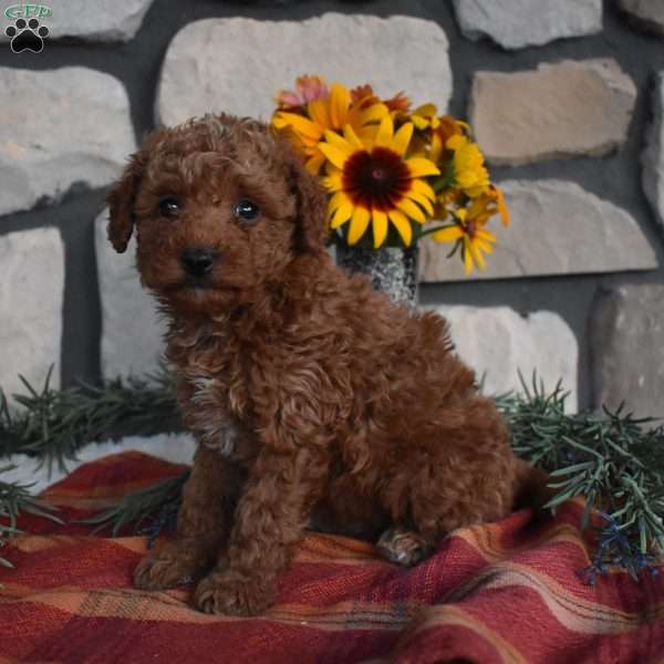 Karla, Mini Goldendoodle Puppy