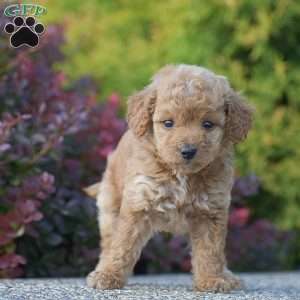 Rachel, Mini Goldendoodle Puppy