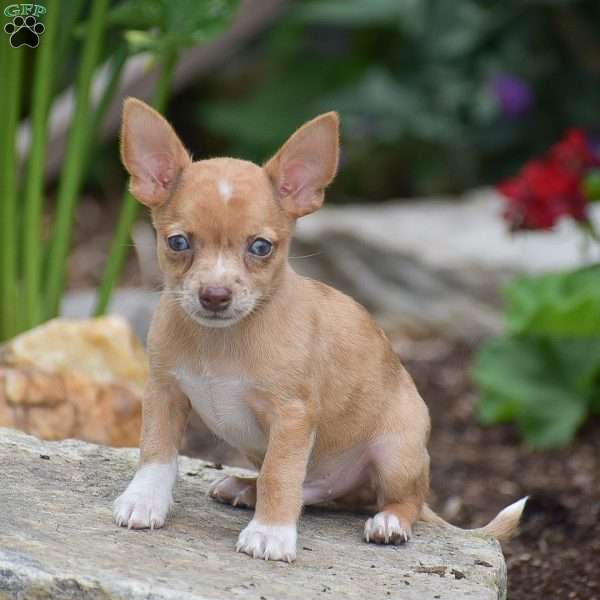 Edison, Chihuahua Puppy