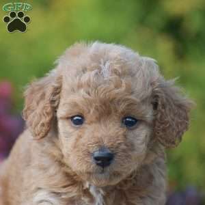 Rachel, Mini Goldendoodle Puppy