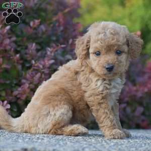 Rachel, Mini Goldendoodle Puppy