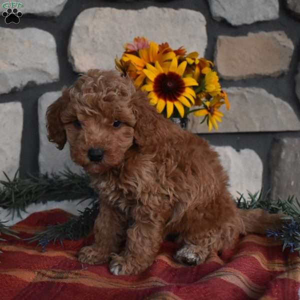 Kristine, Mini Goldendoodle Puppy