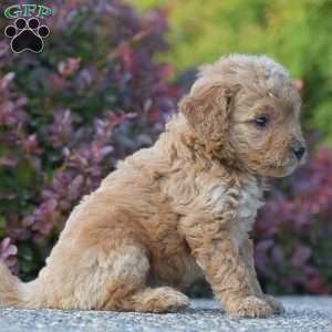 Rachel, Mini Goldendoodle Puppy