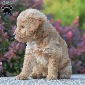 Rachel, Mini Goldendoodle Puppy