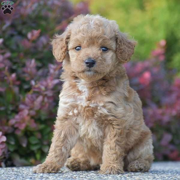 Rachel, Mini Goldendoodle Puppy