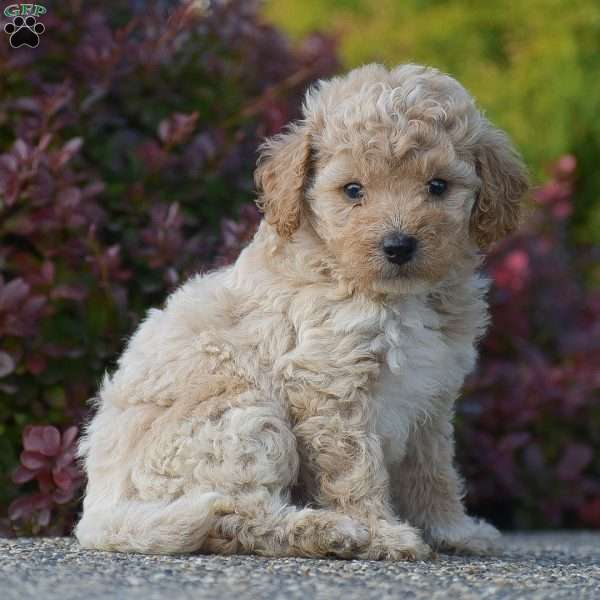 Ruffus, Mini Goldendoodle Puppy