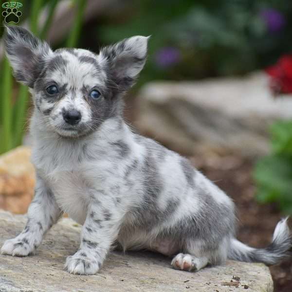 Emma, Chihuahua Puppy