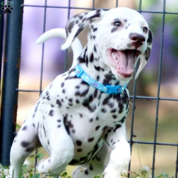 Glitter, Dalmatian Puppy