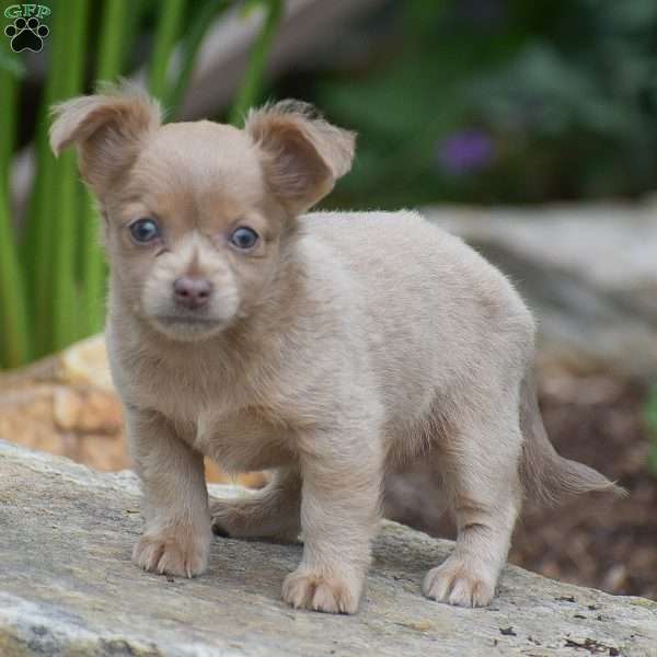 Emily, Chihuahua Puppy