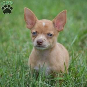 Edison, Chihuahua Puppy