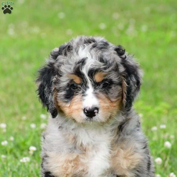 Abby, Bernedoodle Puppy