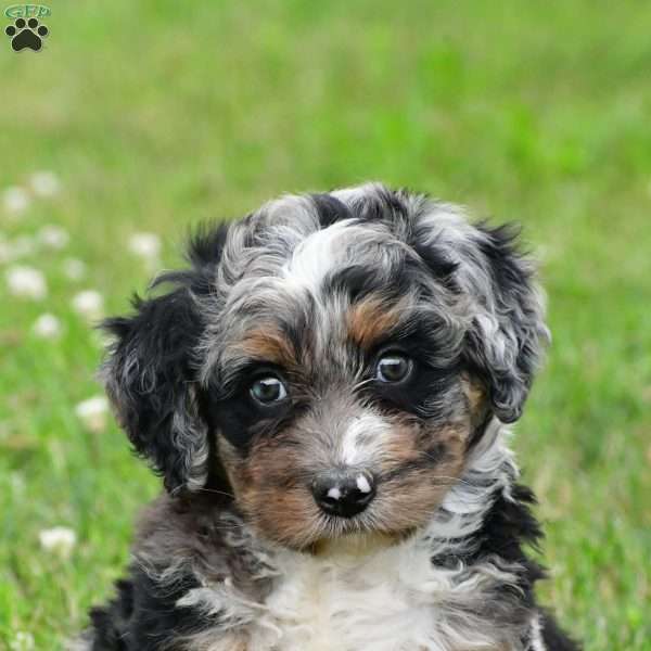 Asher, Bernedoodle Puppy