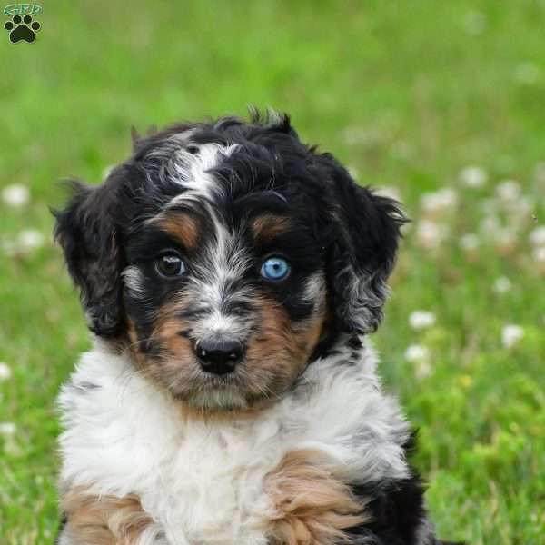 Kona, Bernedoodle Puppy