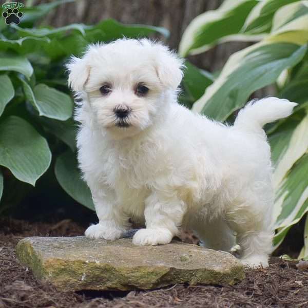 Jacob, Maltese Puppy