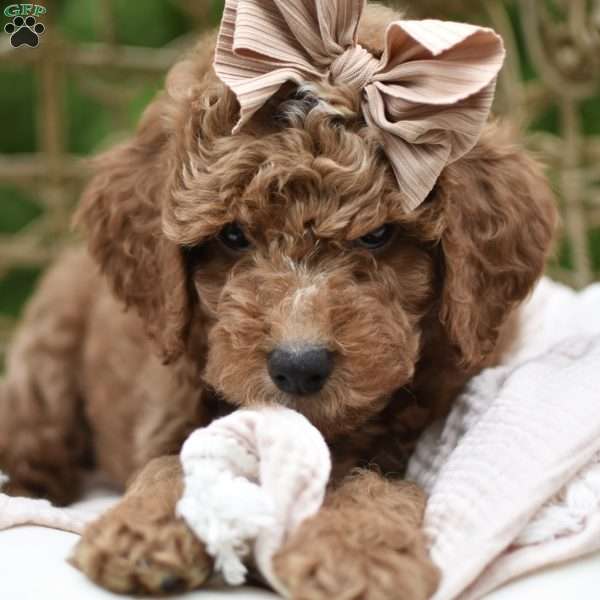 Bella, Mini Goldendoodle Puppy