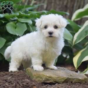 Jacob, Maltese Puppy