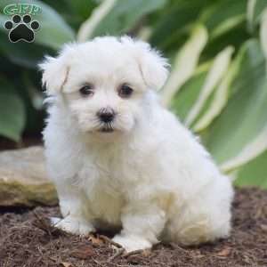 Jacob, Maltese Puppy