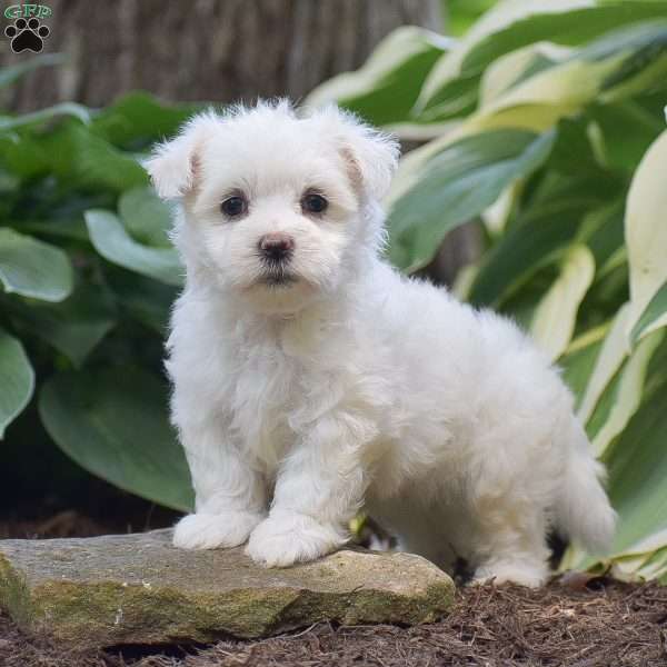 Justin, Maltese Puppy