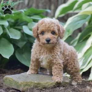 Tessa, Toy Poodle Puppy